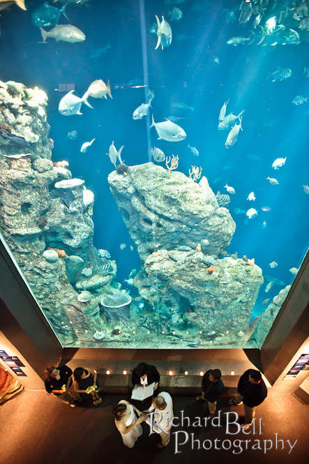 Rich Bell Photography Wedding At The South Carolina The Aquarium Is Such A Fantastic Place To Be Wedding Photographer There Are Endless Possibilities With Luminecent Tanks And Unique Architecture