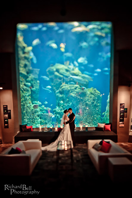 Rich Bell Photography South Carolina Aquarium Wedding By Rich Bell Photography South Carolina Aquarium Wedding By Charleston Photographer
