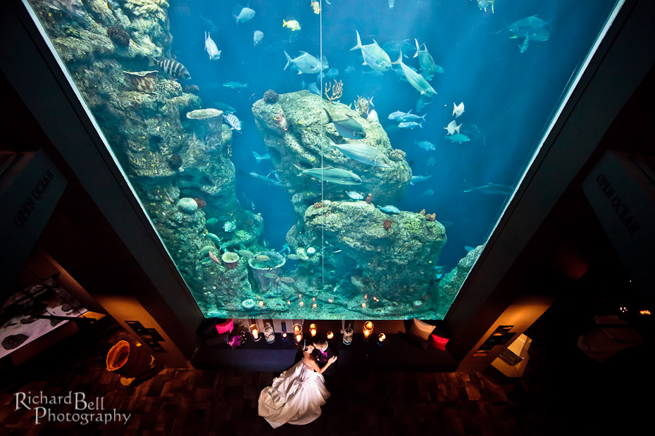 Rich Bell Photography South Carolina Aquarium Wedding By For A Dramatic Ceremony And Reception At The South Carolina Aquarium We Broke Out Guns This One I M Hy Wedding Photographer